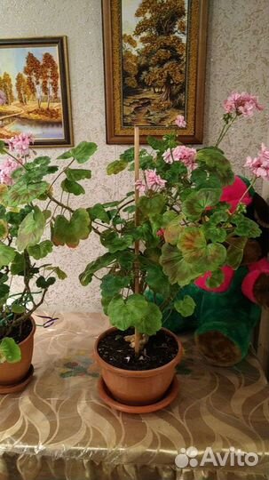 Продам цветы комнатные