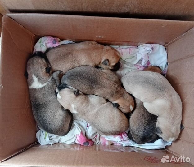 Щенки немецкой овчарки бесплатно