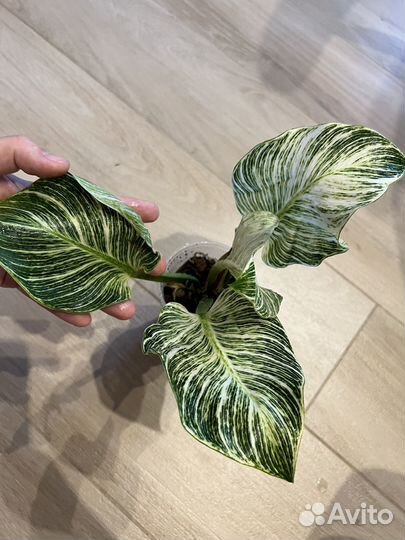 Филодендрон биркин