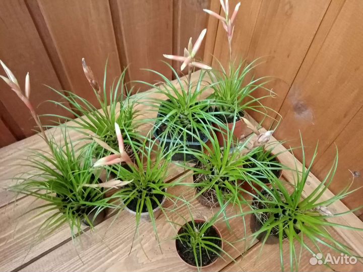 Эпифилум Ангулигер/Бромелиевые/Катопсис