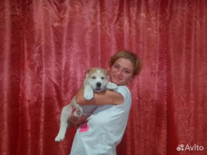 Работа сиделка