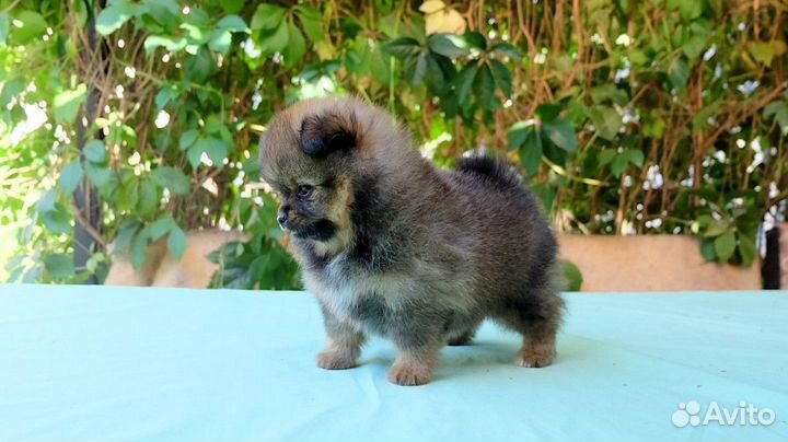 Чихуа мальчик д/ш