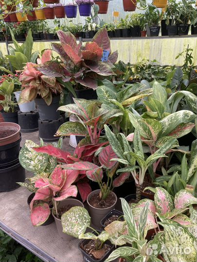 Аглаонемы сортовые из питомника растений