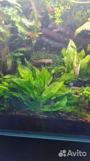 Анцитрусы, гуппи панда, моллинезии, Эх тропика