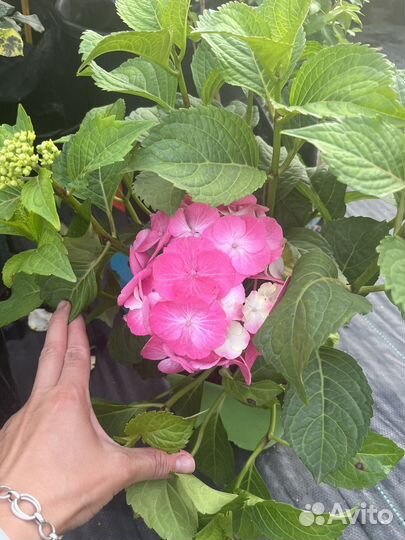 Гортензия рембрант дольче чик