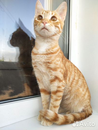 Девочка 5,5 мес