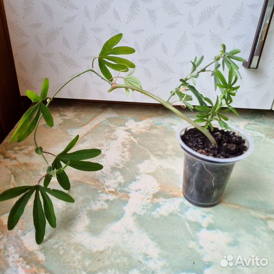 Цветущая комнатная лиана - пассифлора