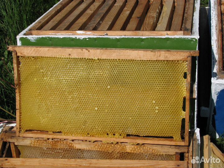 Сушь для пчёл