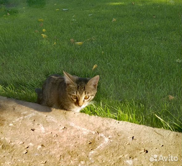 Отдам в добрые руки