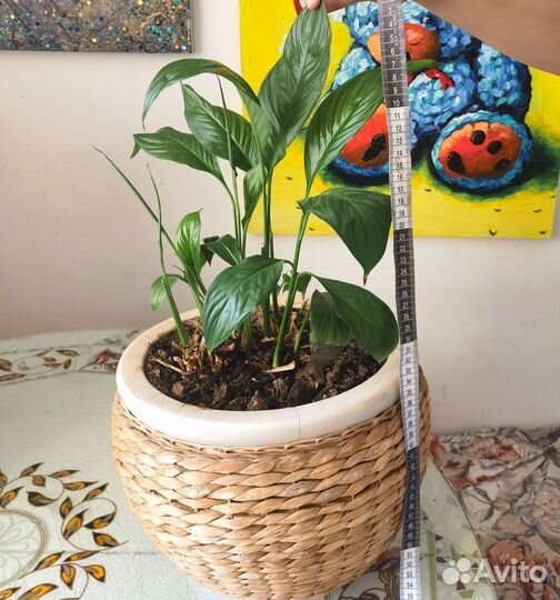 Спатифиллюм