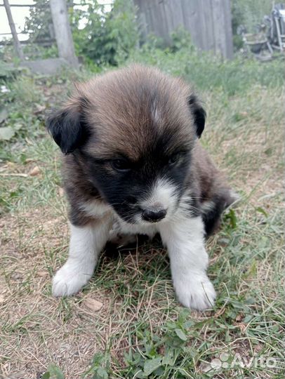 Бесплатно в добрые руки щенки