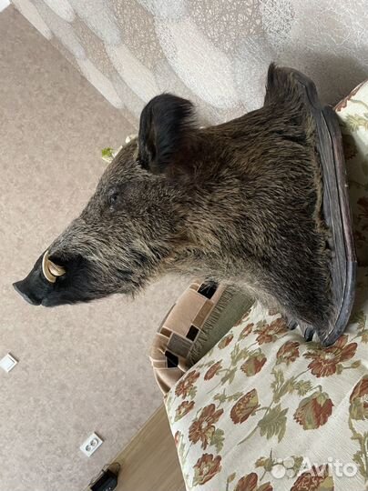 Чучело головы кабана