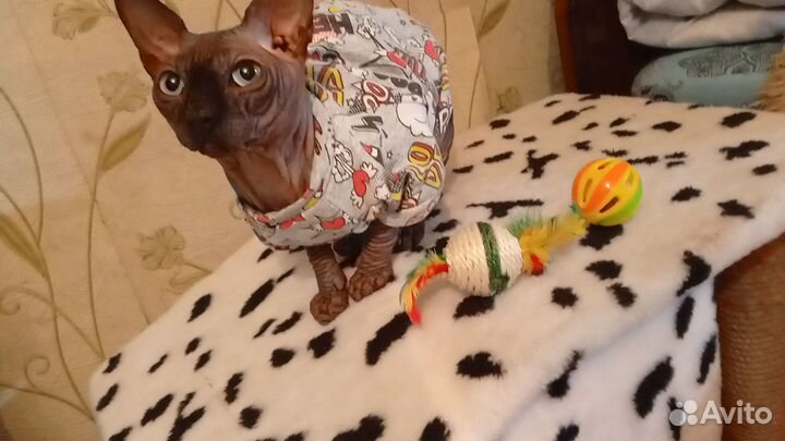 Канадский сфинкс котенок