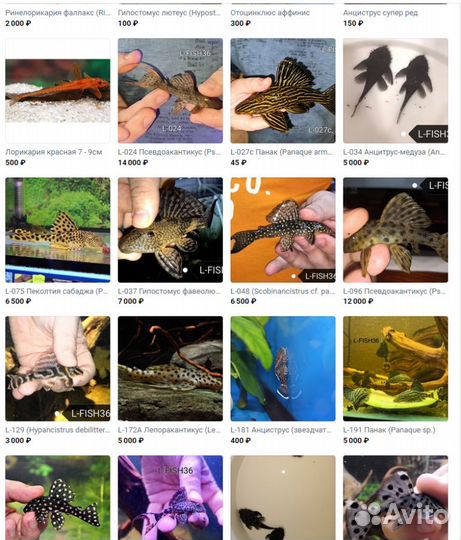 Номерные сомы, L - сомы и другие лорикариевые