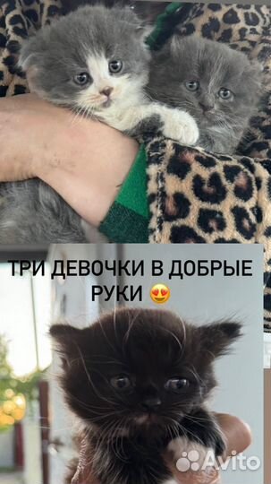 Котята в добрые руки