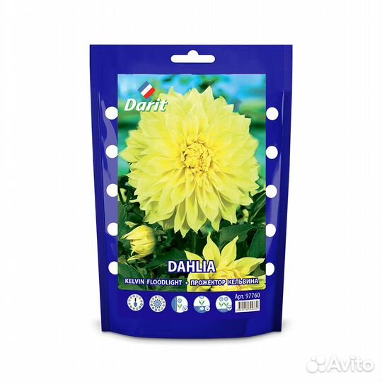 Георгина Келвин Флудлайт Dahlia Kelvin Floodlight