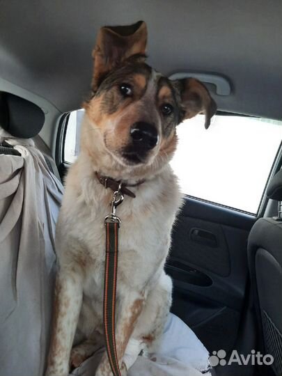 Крупный кобель