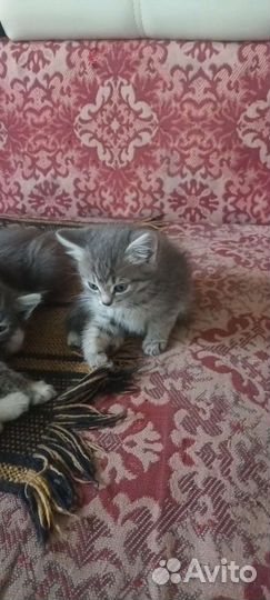Кошка в дар бесплатно