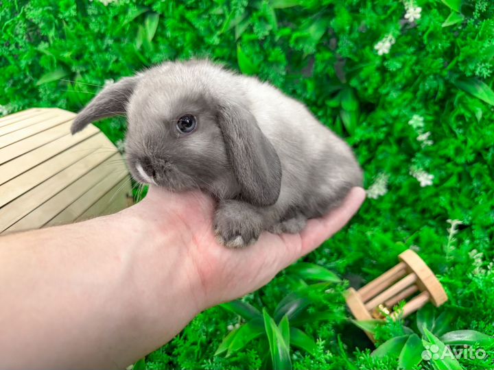 Карликовый кролик - добрый и ручной