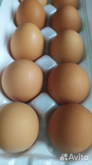 Домашние куриные яйца