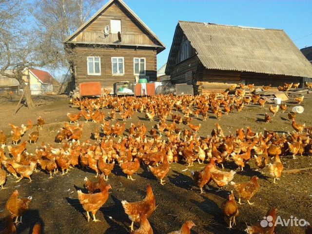 Хайсекс браун куры фото