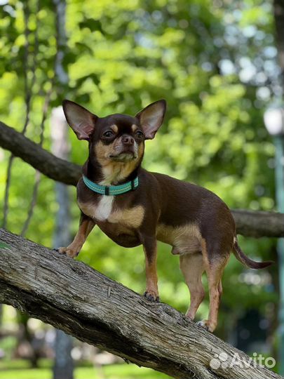 Выгул собак