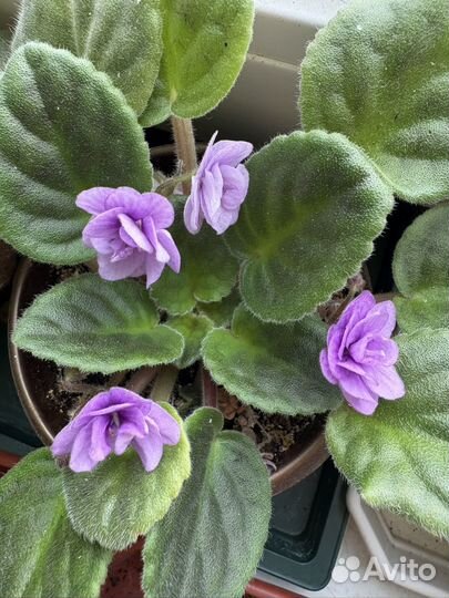 Фиалка в горшках