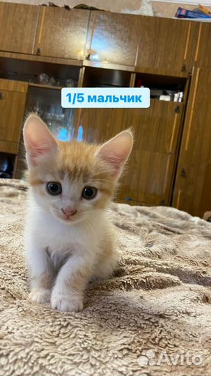 Котята в добрые руки даром