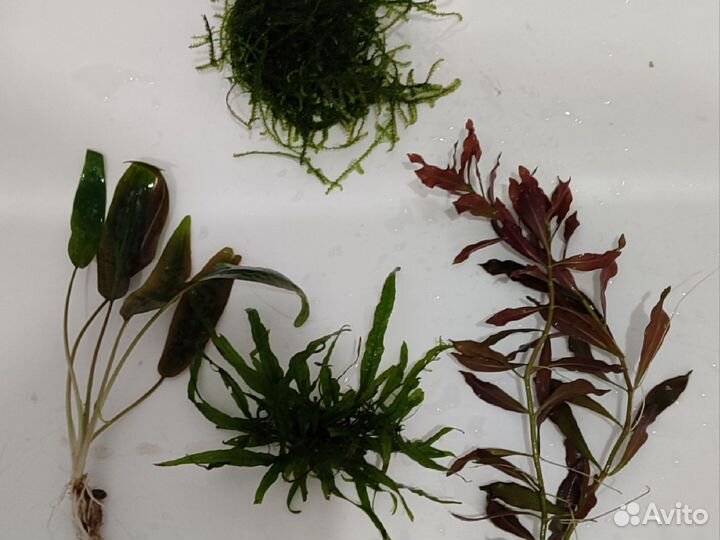 Растения для аквариума