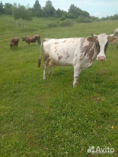 Стадо Дойных коров