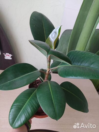 Фикус робуста