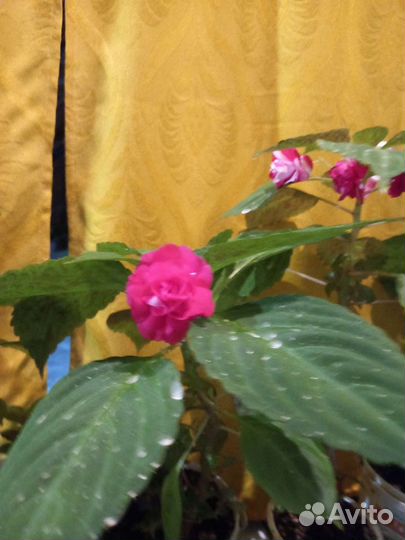 Ванька - мокрый