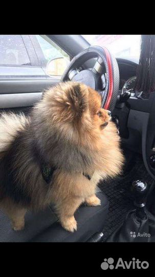 Померанский шпиц