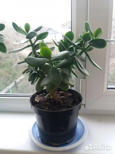 Цветок толстянка