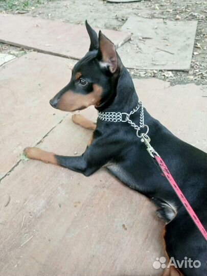 Вязка цвергпинчер