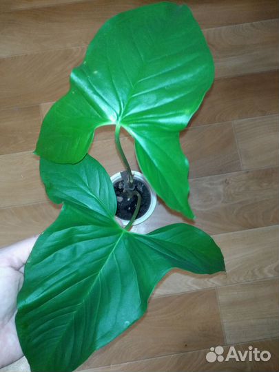 Комнатные растения. Сингониумы,пеперомия и другие