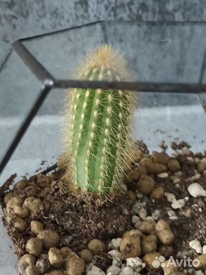 Флорариум с живым здоровым кактусом