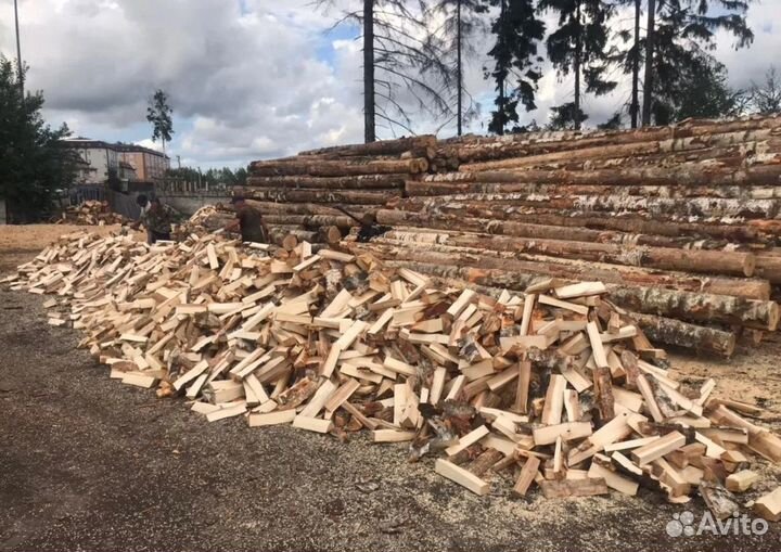 Берёза колотая