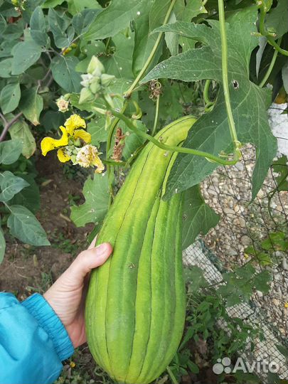 Мочалка семена