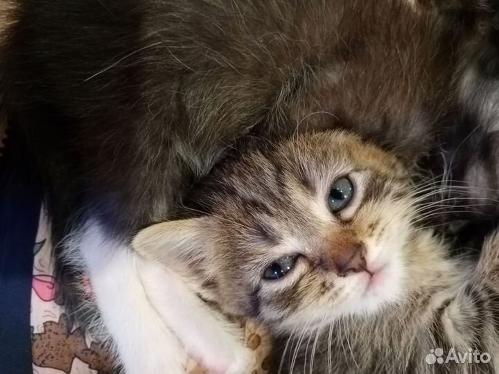 Кошка шотландская