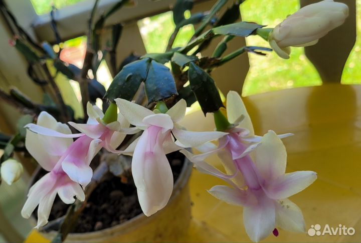 Декабрист шлюмбергера