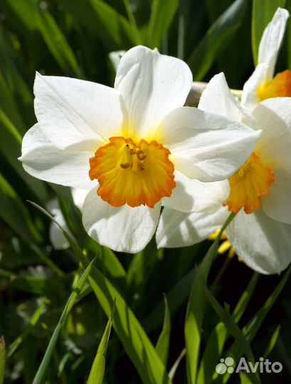 Луковицы нарциссов