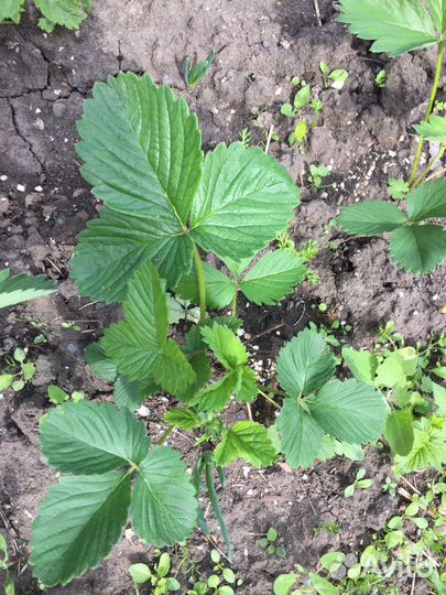 Саженцы клубники