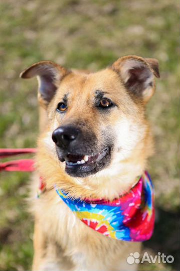 Собака в добрые руки отдам бесплатно