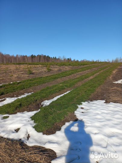 Посадочный материал сосны