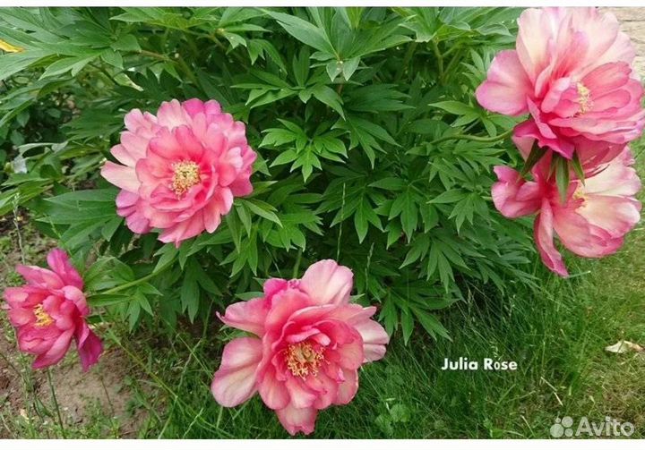 Пионы ито гибриды