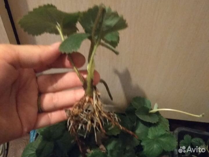 Рассада клубники купчиха