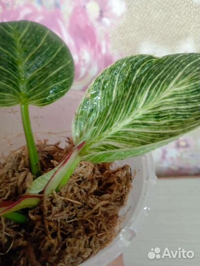 Филодендрон white measure