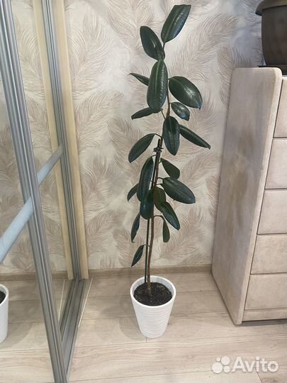 Комнатные цветы фикус