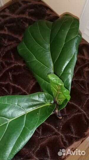 Фикус Лирата Колумнарис